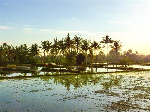 Blue sky and Sun, Palms are surrounding a Rice field filled with water.